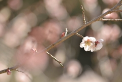 春の日差し１