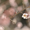 春の日差し１