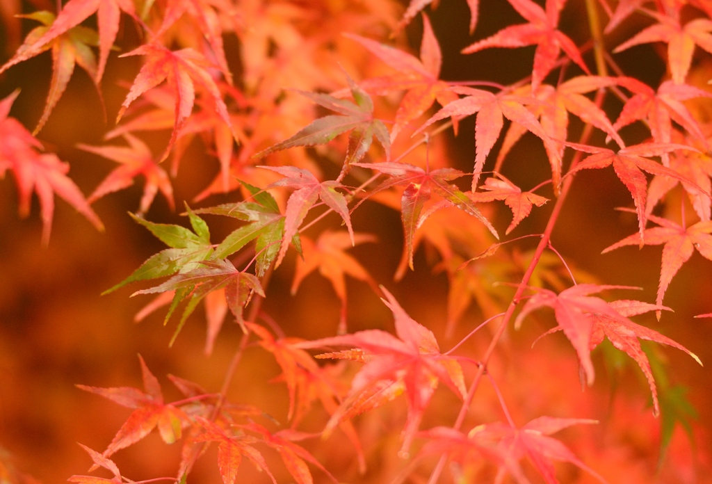 紅葉
