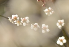 白梅２