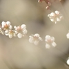 白梅２