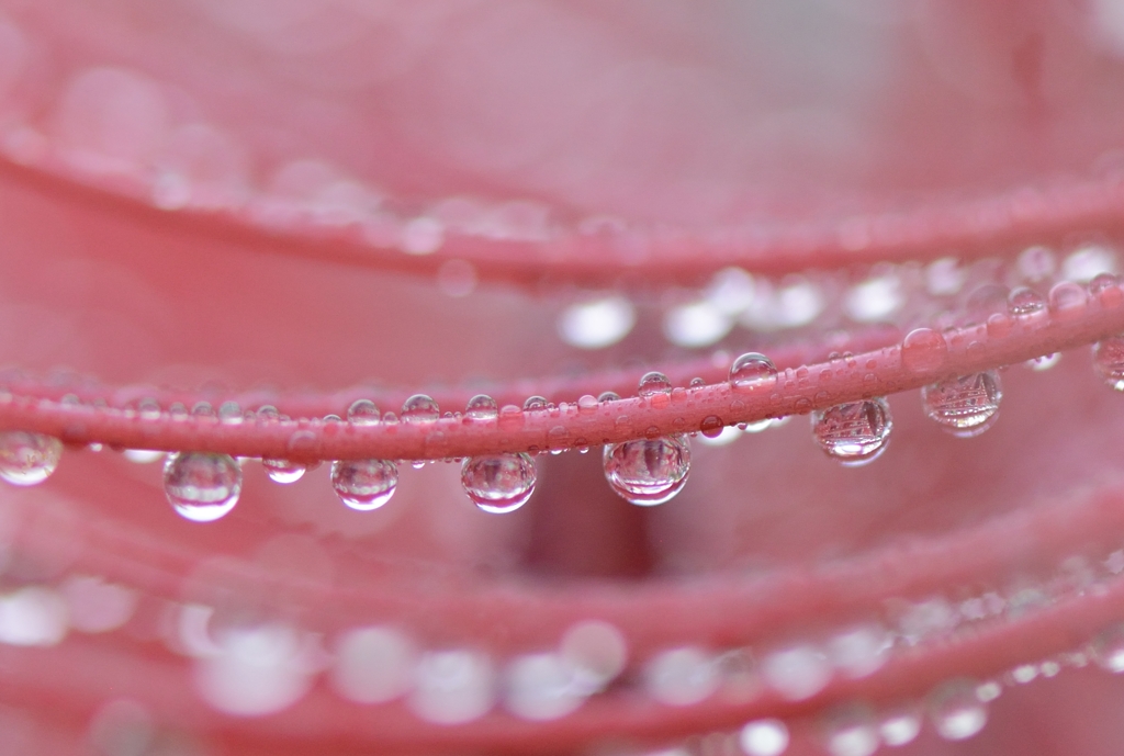 秋雨