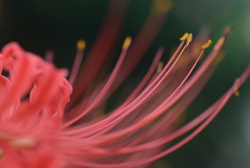 曼珠沙華