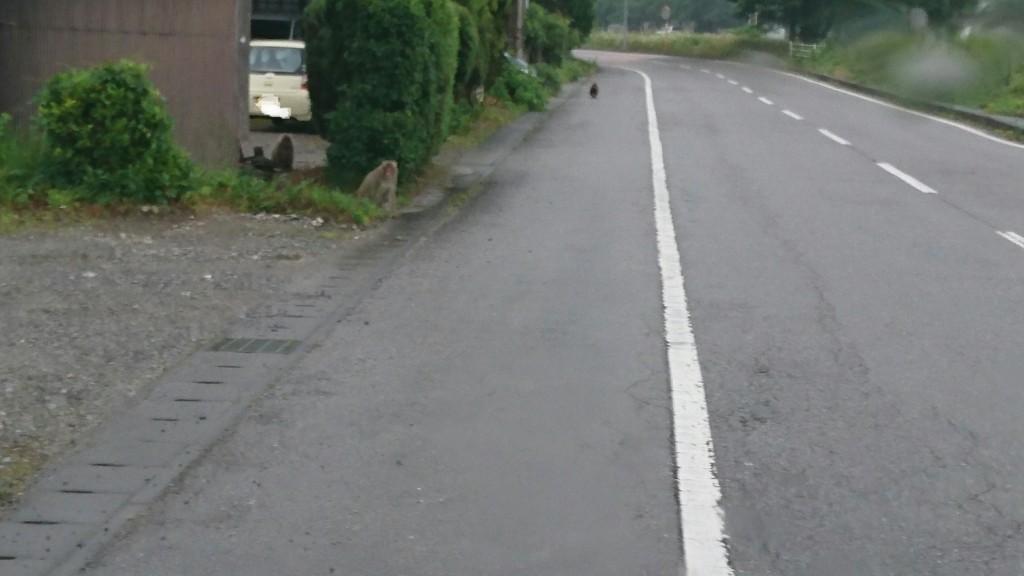 猿の群れに遭遇