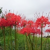 判官塚と曼珠沙華