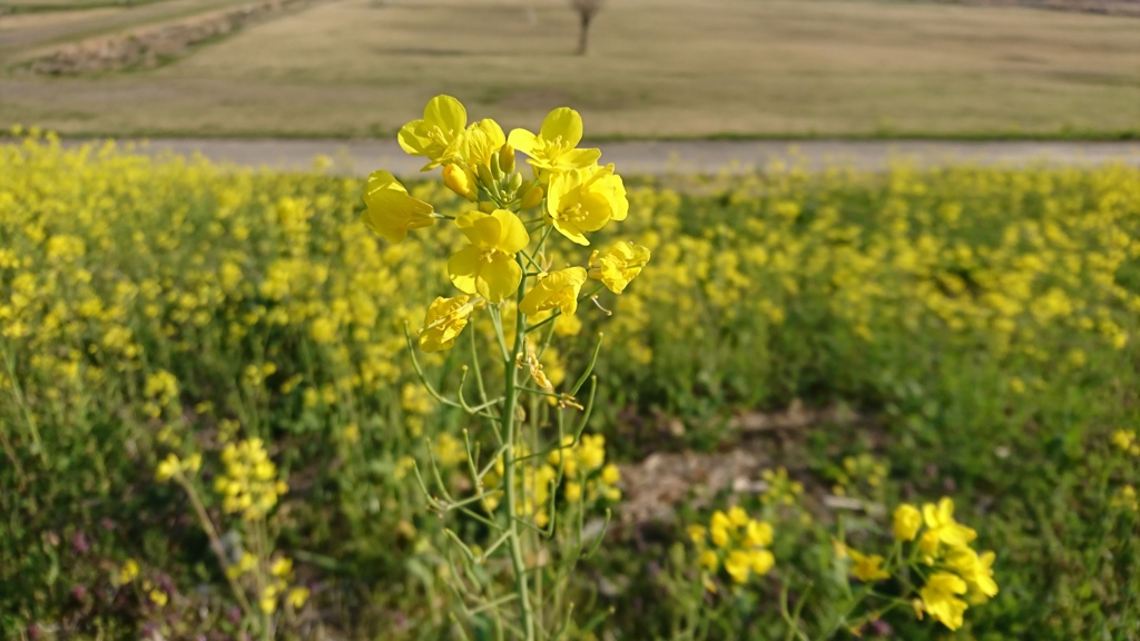 菜の花も眩しい