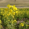 菜の花も眩しい