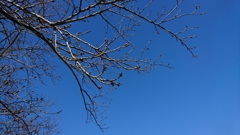 桜はまだかいな？