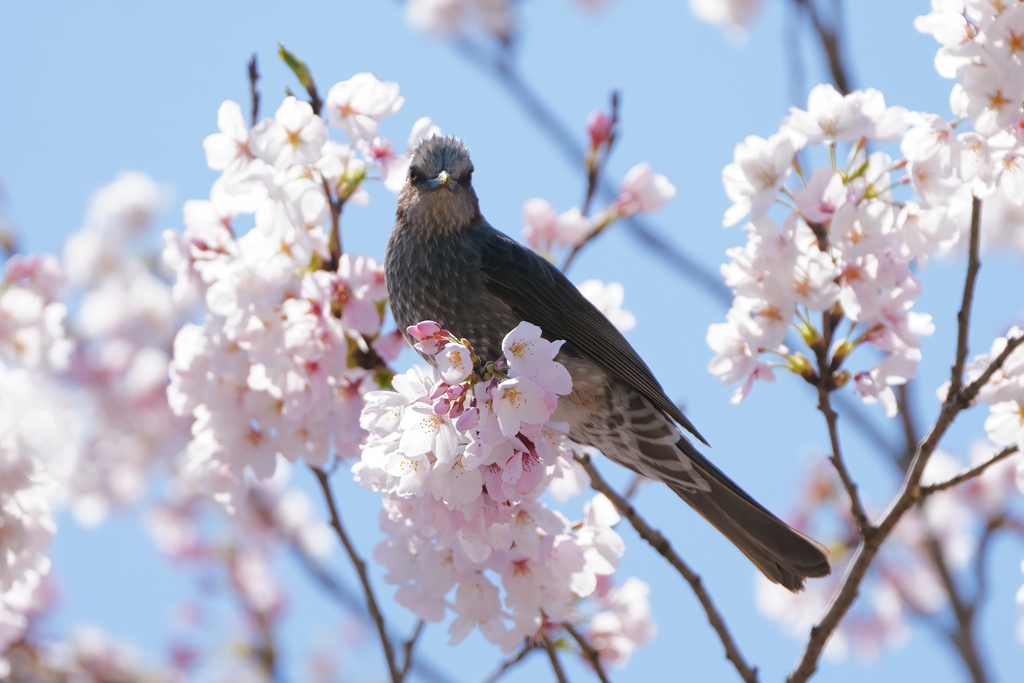 桜にヒヨドリ①