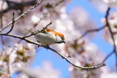 満開の桜にニュウナイスズメ