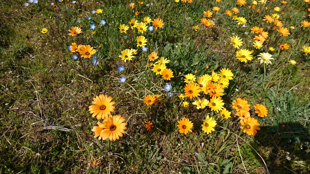 田んぼをつかった花畑