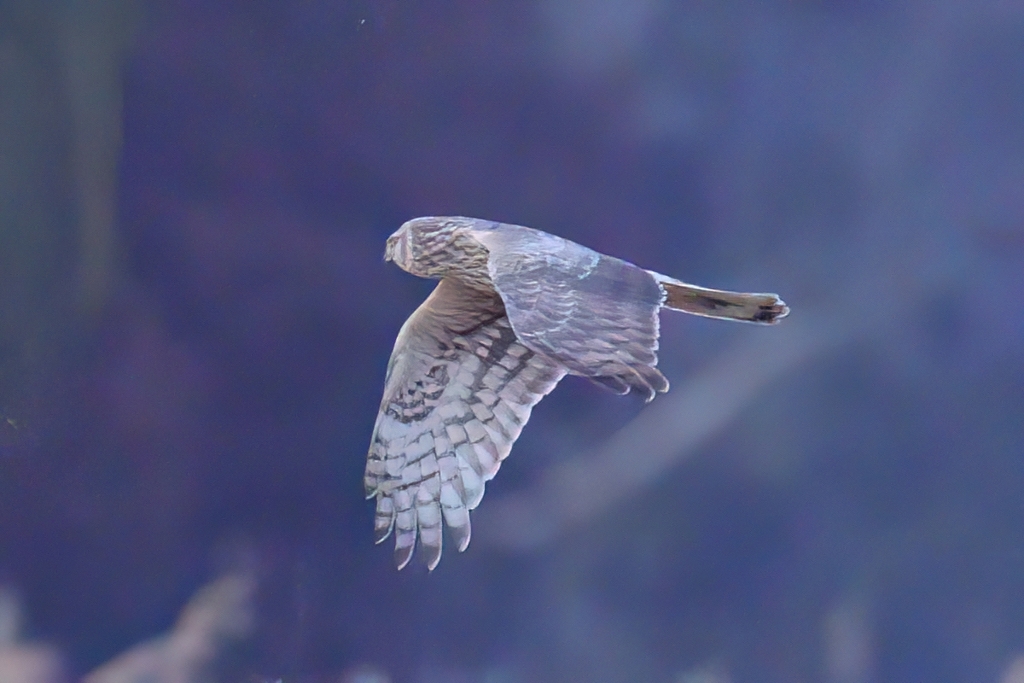 ハイチュウ♀③