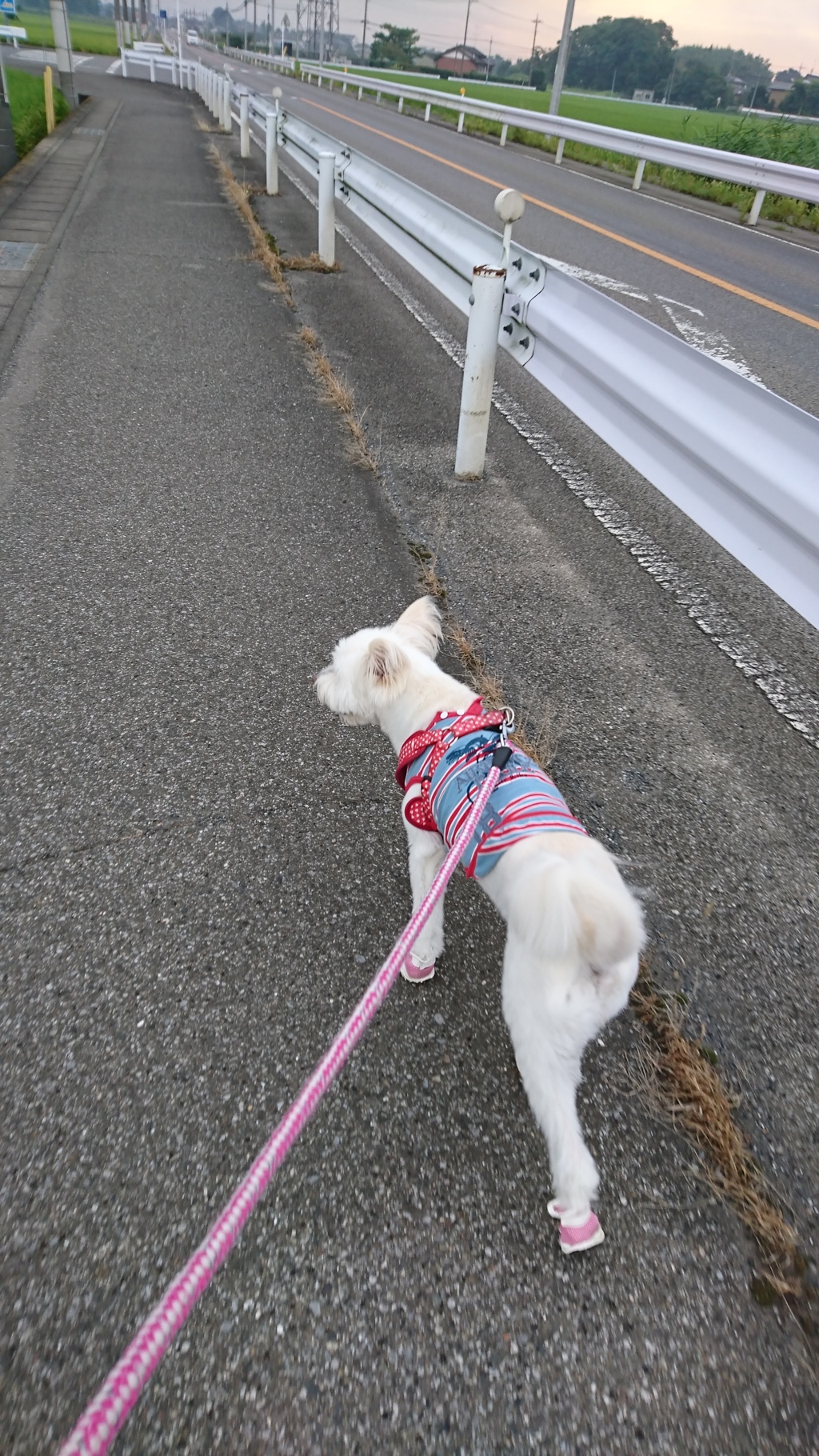 惑星撮影は一日にして成らず