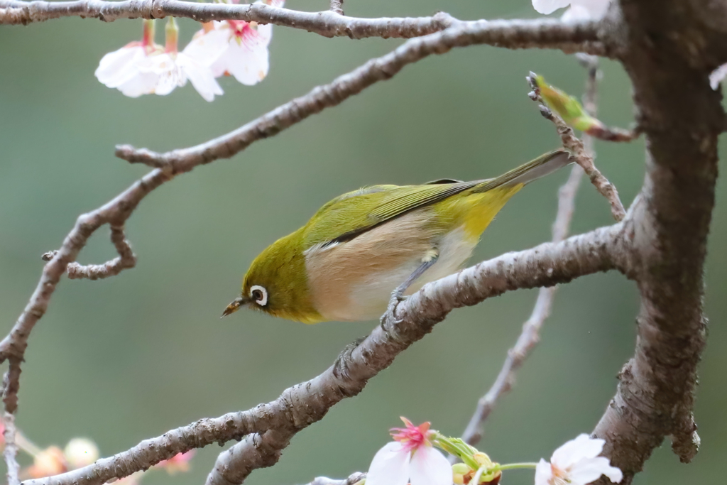やっぱりメジロはいた