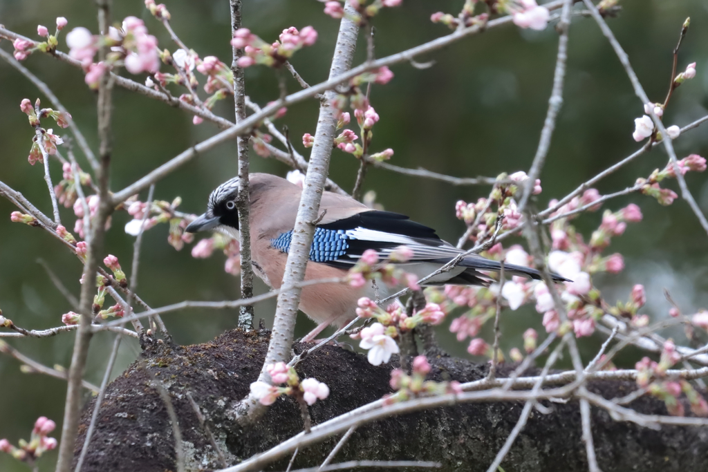 アプローチが難しい