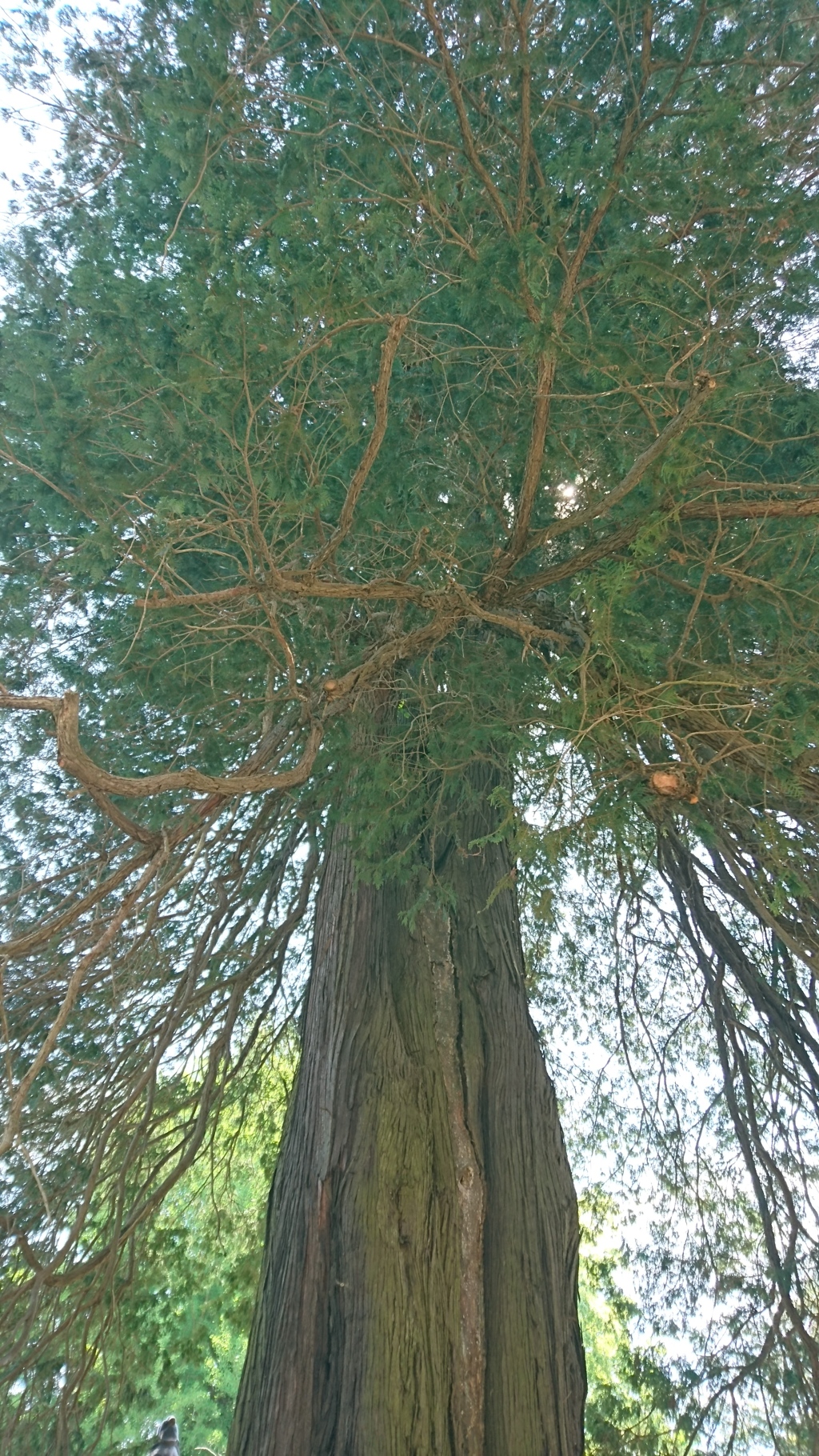 茂林寺の巨木