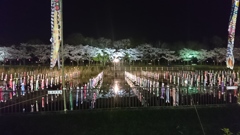 鯉のぼりと夜桜