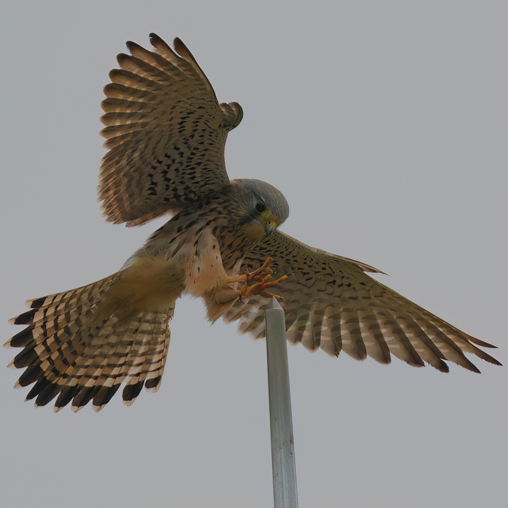 避雷針とチョウゲンボウ
