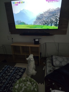 新しいテレビ