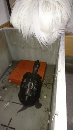 見つめ合いか睨み合いか