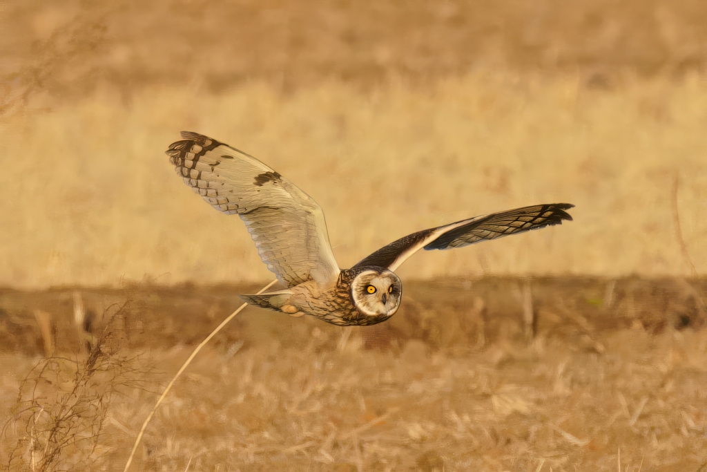 コミミズクの舞④