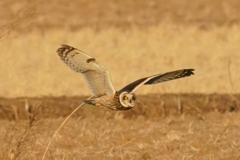 コミミズクの舞④