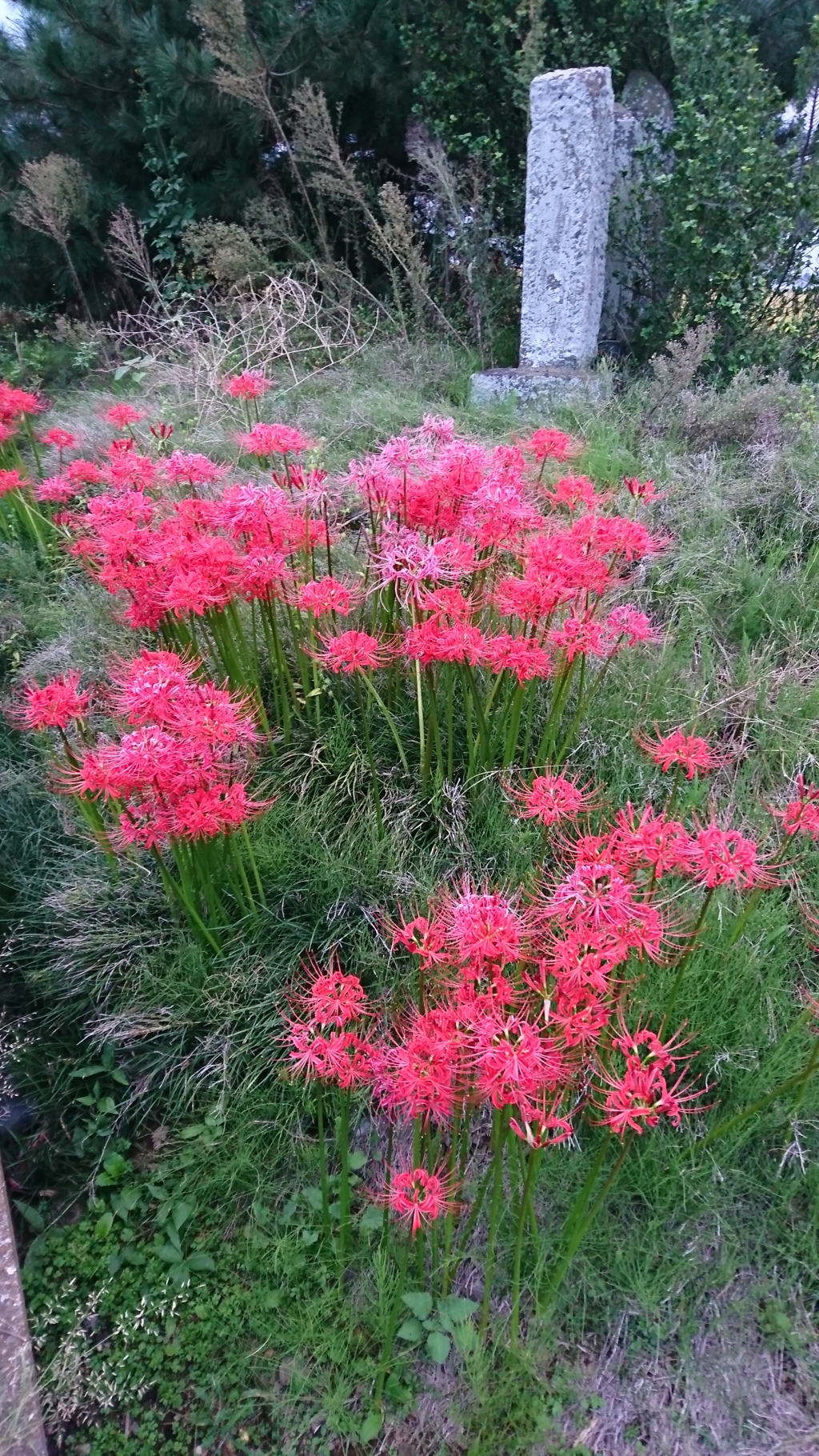 家の前の彼岸花①