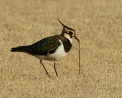 シズル感を醸し出すタゲリ
