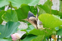 ヨシゴイの飛翔①