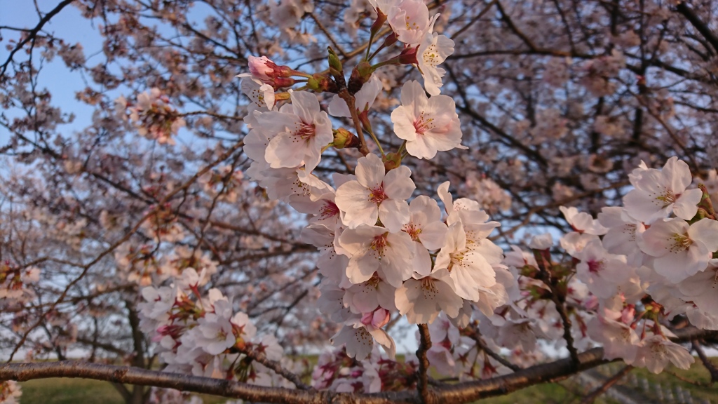 散歩コースの桜