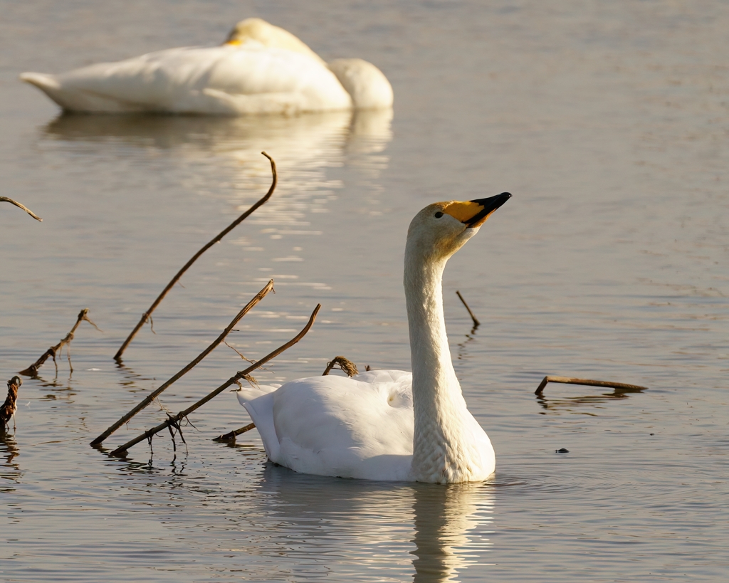 オオハクチョウの塒