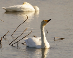 オオハクチョウの塒