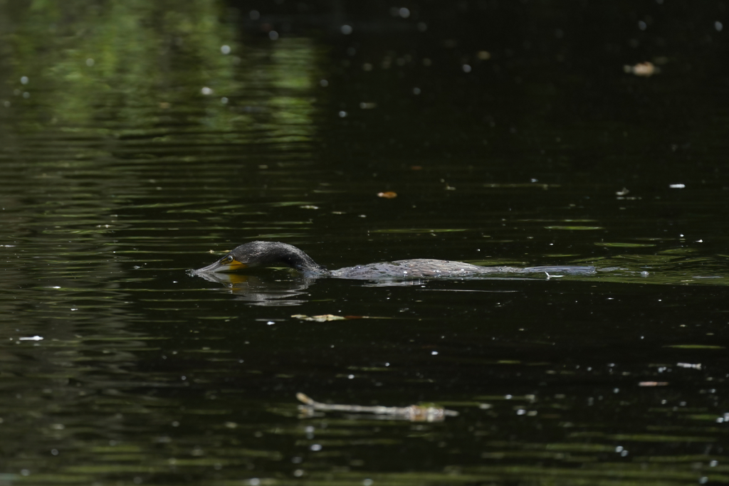 カワウのダイブ