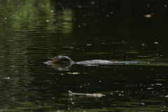 カワウのダイブ