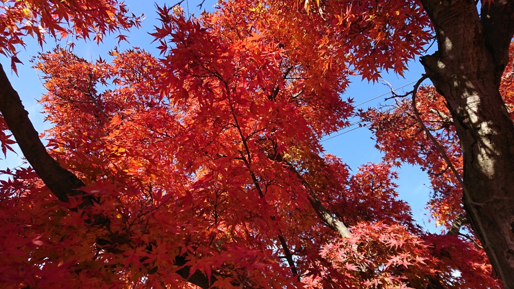 城沼の紅葉