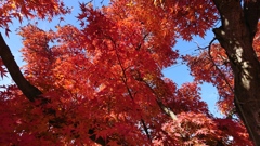 城沼の紅葉