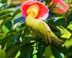 飛び散る花粉
