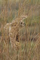枯れ草越しのコミミズク