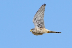 チョウゲンボウ♂の飛翔②