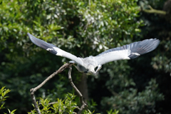 アオサギの飛翔