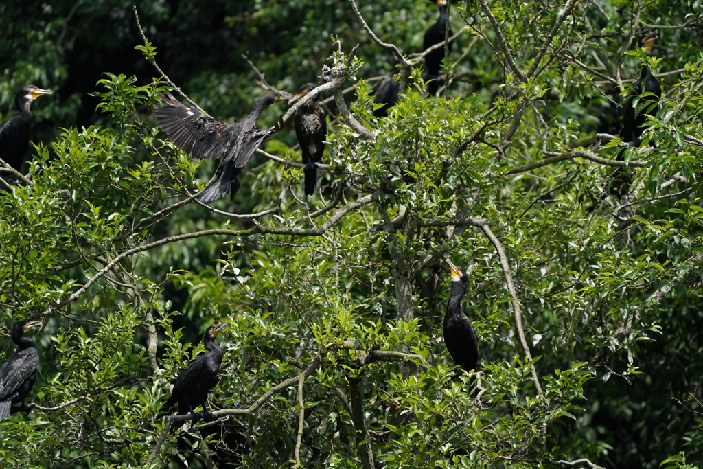 カワウばっかり