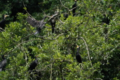 カワウばっかり