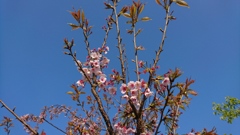 息吹き