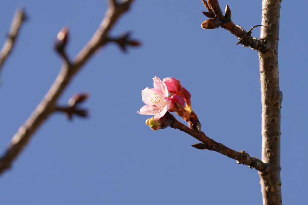 道の駅の河津桜