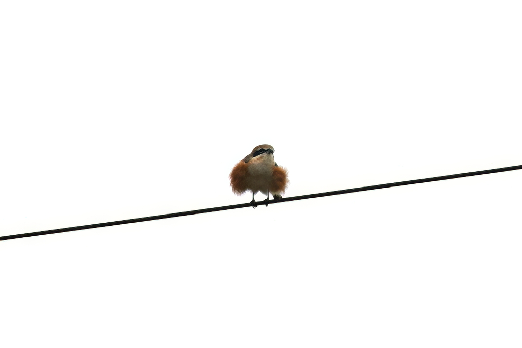モフモフなモズ②