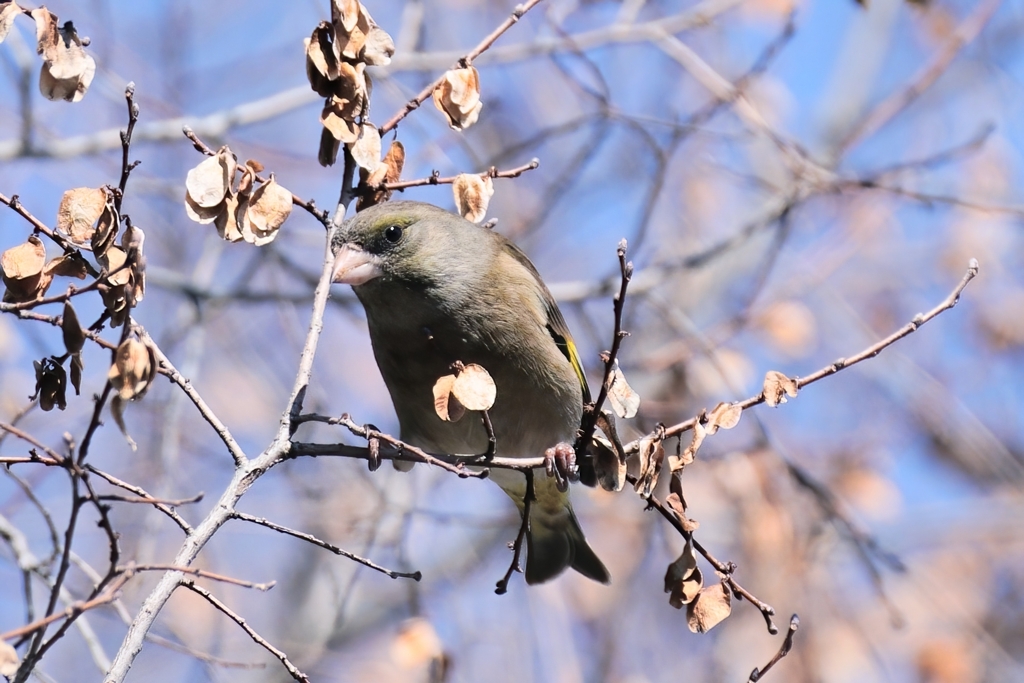 カワラヒワ♀