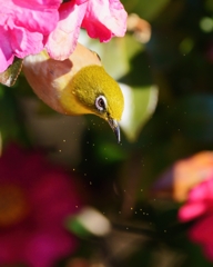 花粉