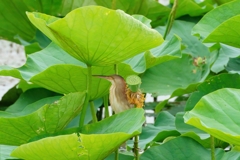 何だかホッとする