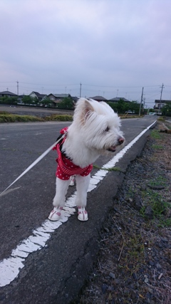 やっぱりウェスティ？