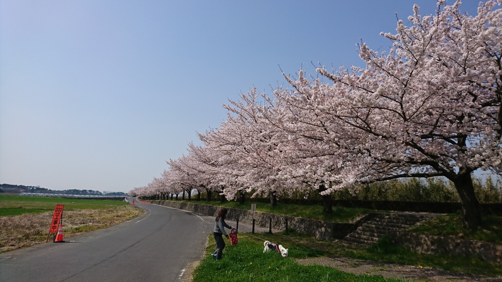 多々良川の桜並木